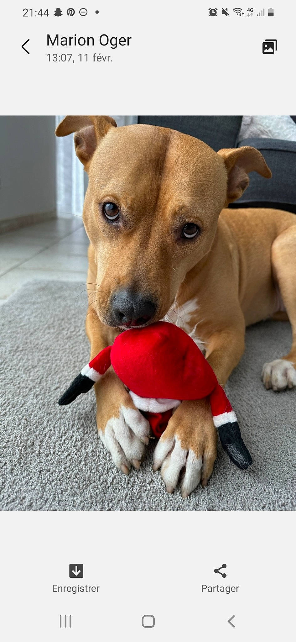 Maya participe au concours pour gagner de l'argent avec cette photo : canidae, carnivore, collar, companion_dog, dog, dog_breed, dog_collar, dog_supply, fawn, fur, non_sporting_group, paw, pet_supply, puppy, snout, sporting_group, terrestrial_animal, whiskers, working_animal