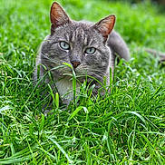 Voyou a rejoint le concours — aidez-le/la à gagner de superbes lots ! cat, gray_cat, grass, outdoor, animal, pet, nature, green, feline, closeup, whiskers, ears, eyes, lying_down, muzzle, fur, daylight, background_blur, field, wildlife