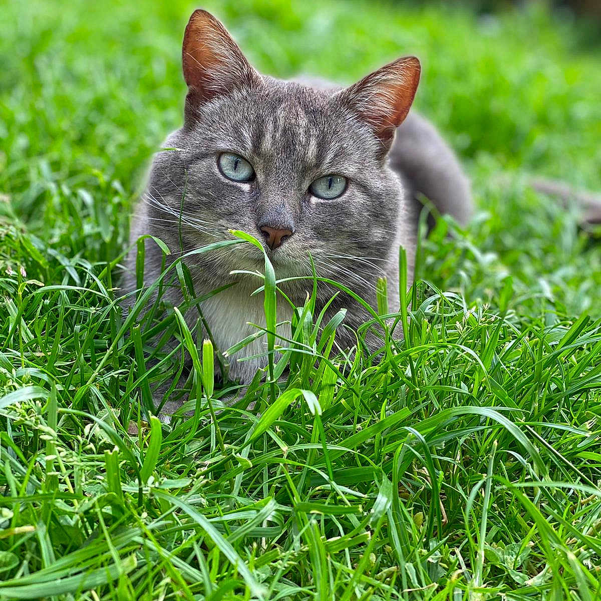 Voyou a rejoint le concours — aidez-le/la à gagner de superbes lots ! animal, background_blur, cat, closeup, daylight, ears, eyes, feline, field, fur, grass, gray_cat, green, lying_down, muzzle, nature, outdoor, pet, whiskers, wildlife