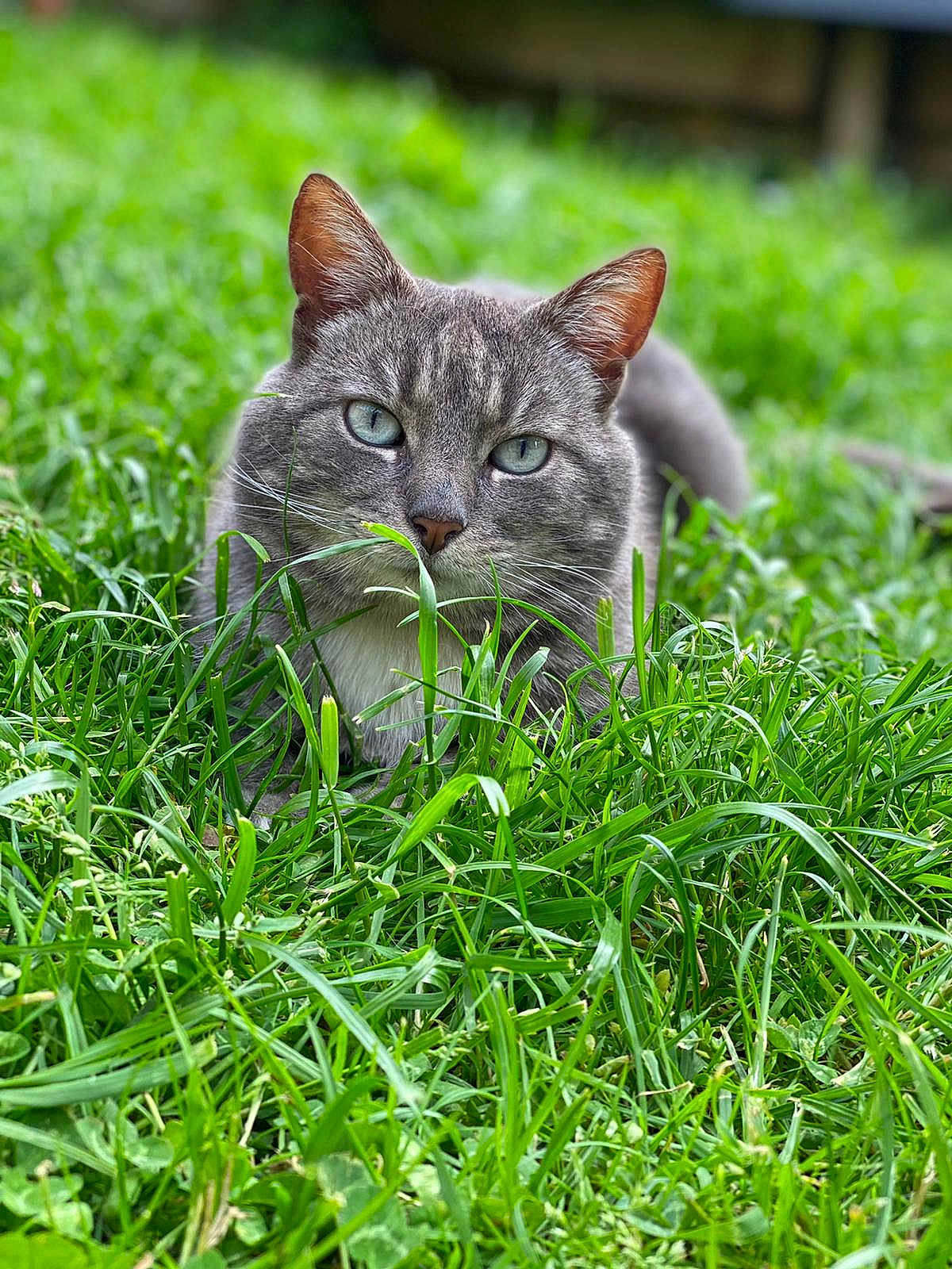 Voyou a rejoint le concours — aidez-le/la à gagner de superbes lots ! cat, gray_cat, grass, outdoor, animal, pet, nature, green, feline, closeup, whiskers, ears, eyes, lying_down, muzzle, fur, daylight, background_blur, field, wildlife