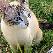 Samie participe au concours pour gagner de l'argent avec cette photo : animal, blue_eyes, calm, cat, closeup, cute, daylight, domestic_animal, feline, fur, grass, mammal, nature, outdoor, pet, portrait, quiet, sitting, whiskers, young