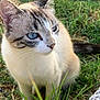 animal, blue_eyes, calm, cat, closeup, cute, daylight, domestic_animal, feline, fur, grass, mammal, nature, outdoor, pet, portrait, quiet, sitting, whiskers, young