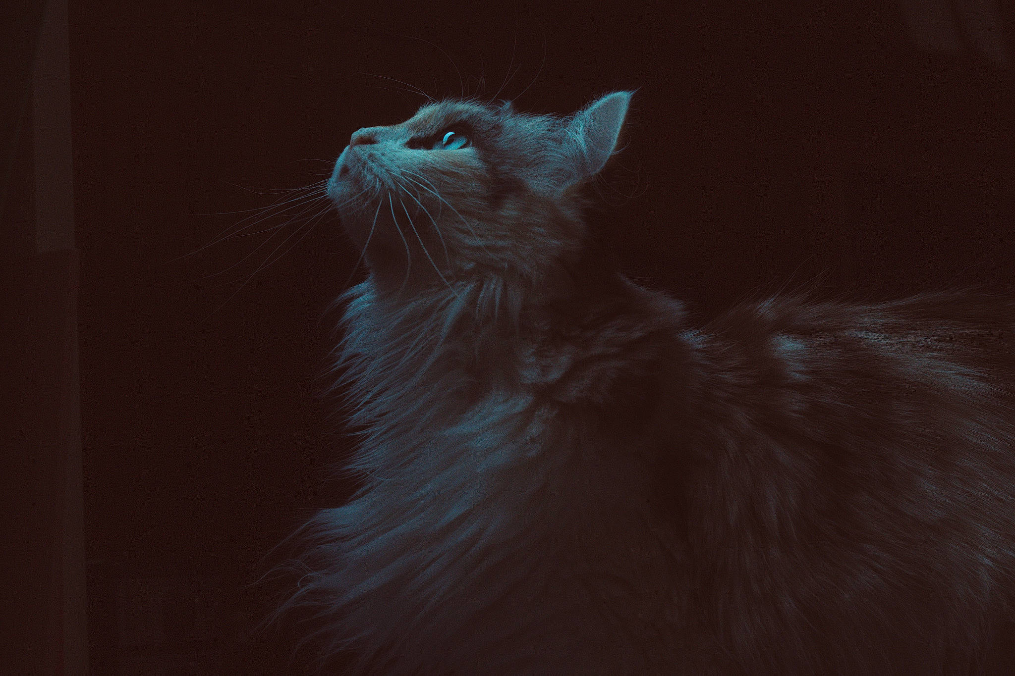 Zéphyr participe au concours pour gagner de l'argent avec cette photo : asian, black, black_and_white, black_cat, carnivore, cat, darkness, eye, felidae, fur, kitten, nebelung, norwegian_forest_cat, ojos_azules, small_to_medium_sized_cats, snout, tail, turkish_angora, whiskers