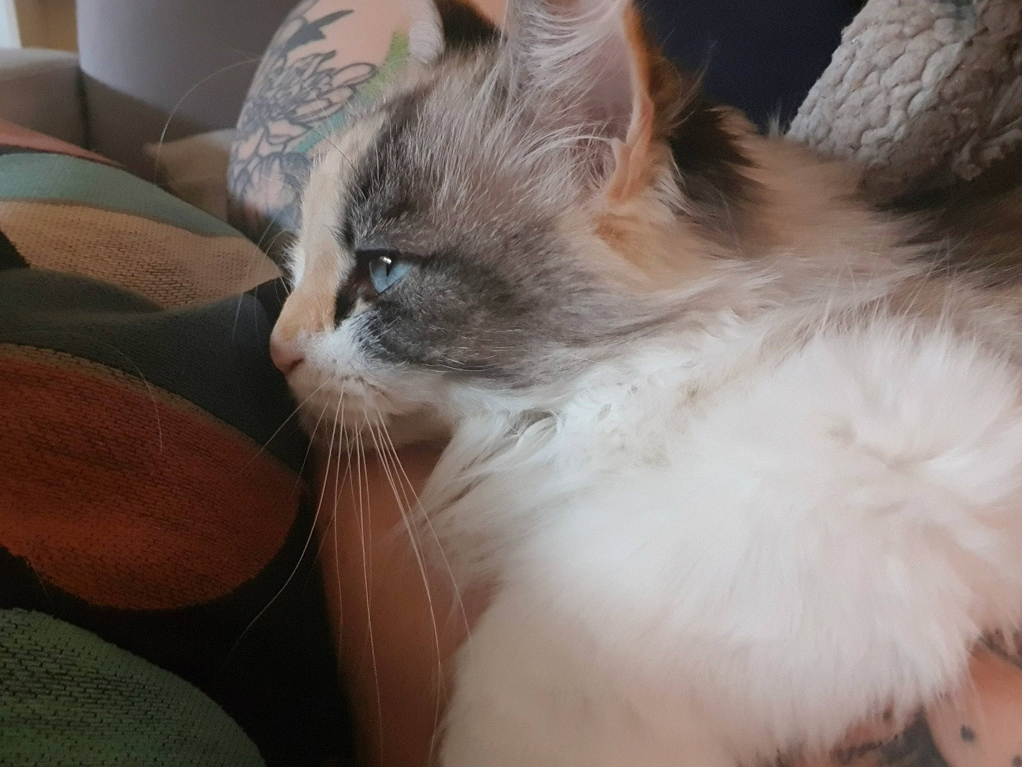 Zéphyr a rejoint le concours — aidez-le/la à gagner de superbes lots ! asian, asian_semi_longhair, balinese, birman, british_semi_longhair, carnivore, cat, domestic_long_haired_cat, ear, felidae, fur, kitten, mammal, norwegian_forest_cat, ojos_azules, ragamuffin, ragdoll, small_to_medium_sized_cats, vertebrate, whiskers