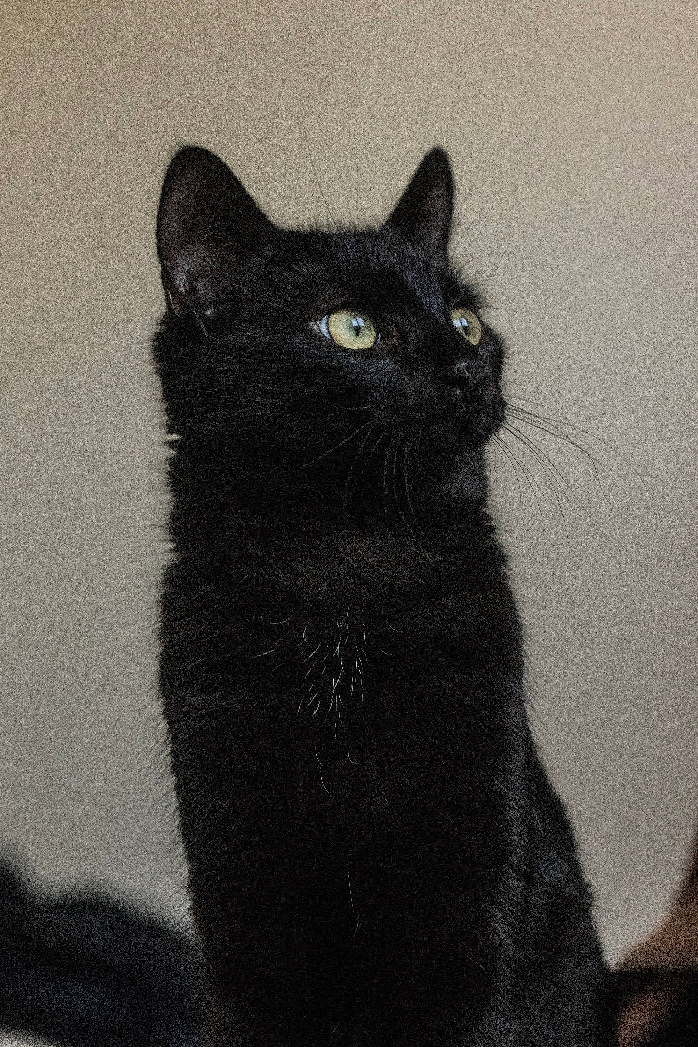 Icare a rejoint le concours — aidez-le/la à gagner de superbes lots ! asian, black, black_and_white, black_cat, bombay, carnivore, cat, domestic_short_haired_cat, eye, felidae, fur, kitten, mammal, small_to_medium_sized_cats, snout, tail, vertebrate, whiskers