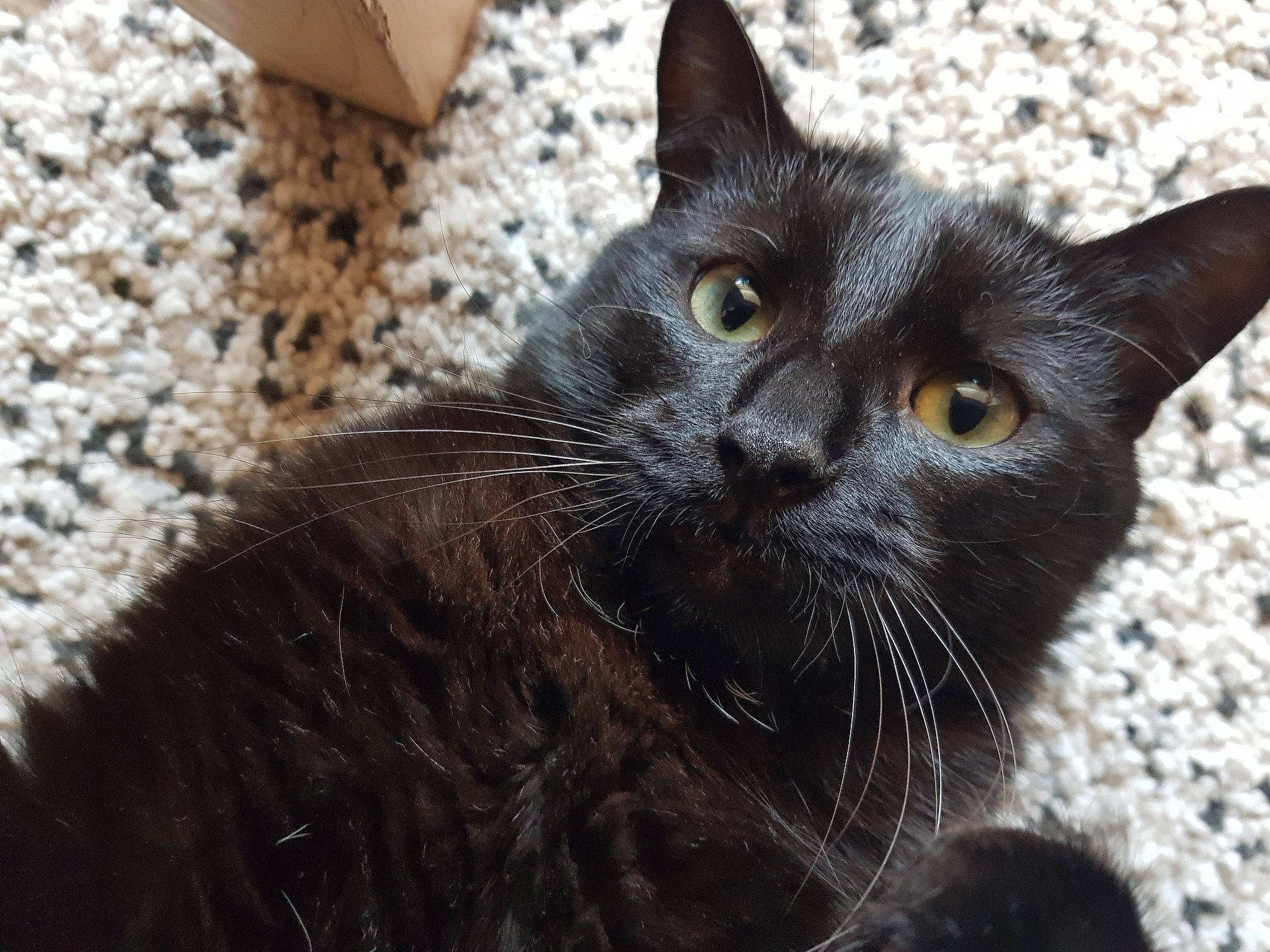 Icare a rejoint le concours — aidez-le/la à gagner de superbes lots ! asian, black_cat, bombay, burmese, carnivore, cat, domestic_short_haired_cat, felidae, havana_brown, korat, mammal, nebelung, polydactyl_cat, small_to_medium_sized_cats, snout, vertebrate, whiskers