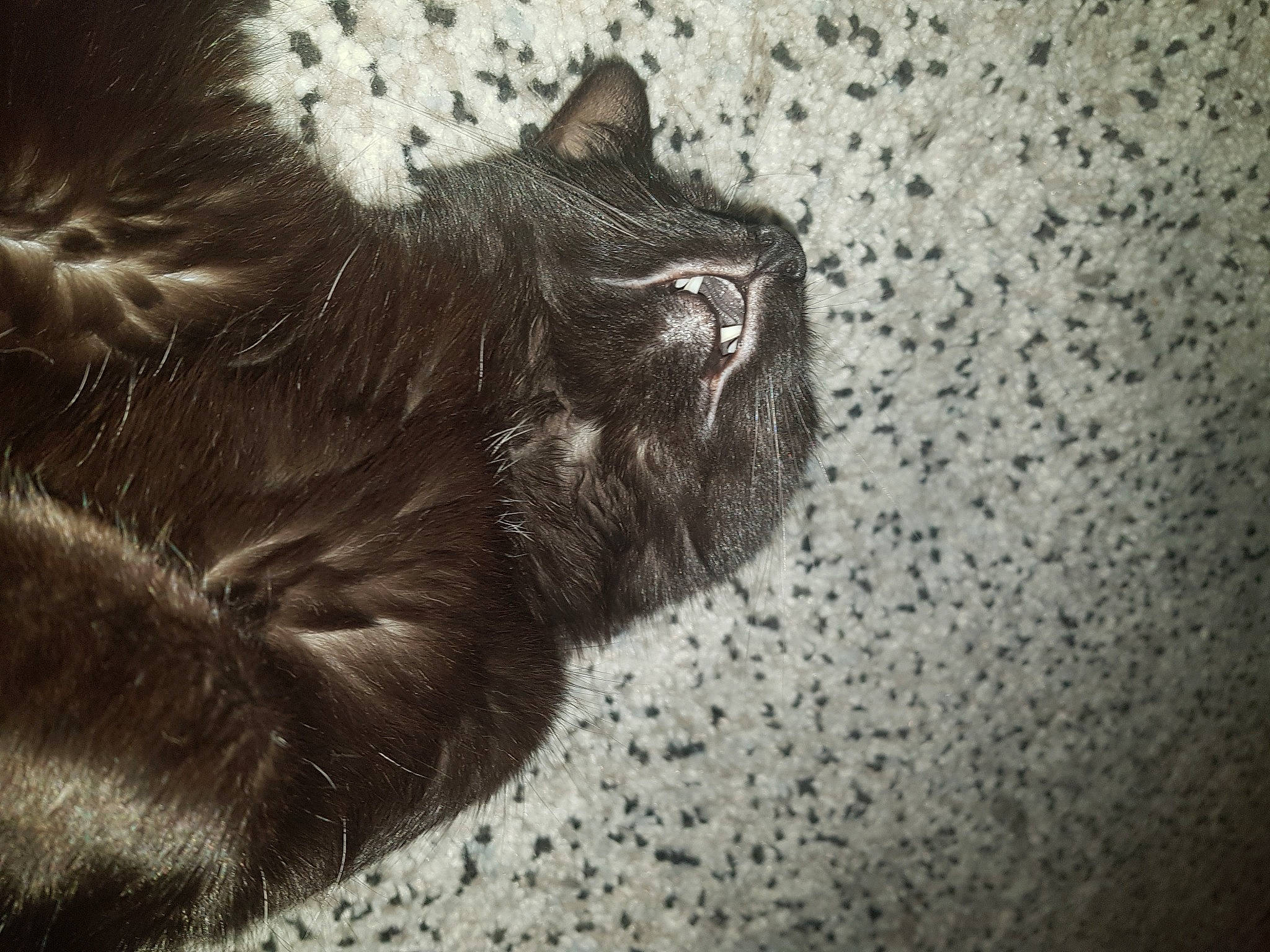 Icare participe au concours pour gagner de l'argent avec cette photo : black_and_white, black_cat, carnivore, cat, domestic_short_haired_cat, european_shorthair, felidae, fur, nebelung, norwegian_forest_cat, small_to_medium_sized_cats, snout, whiskers