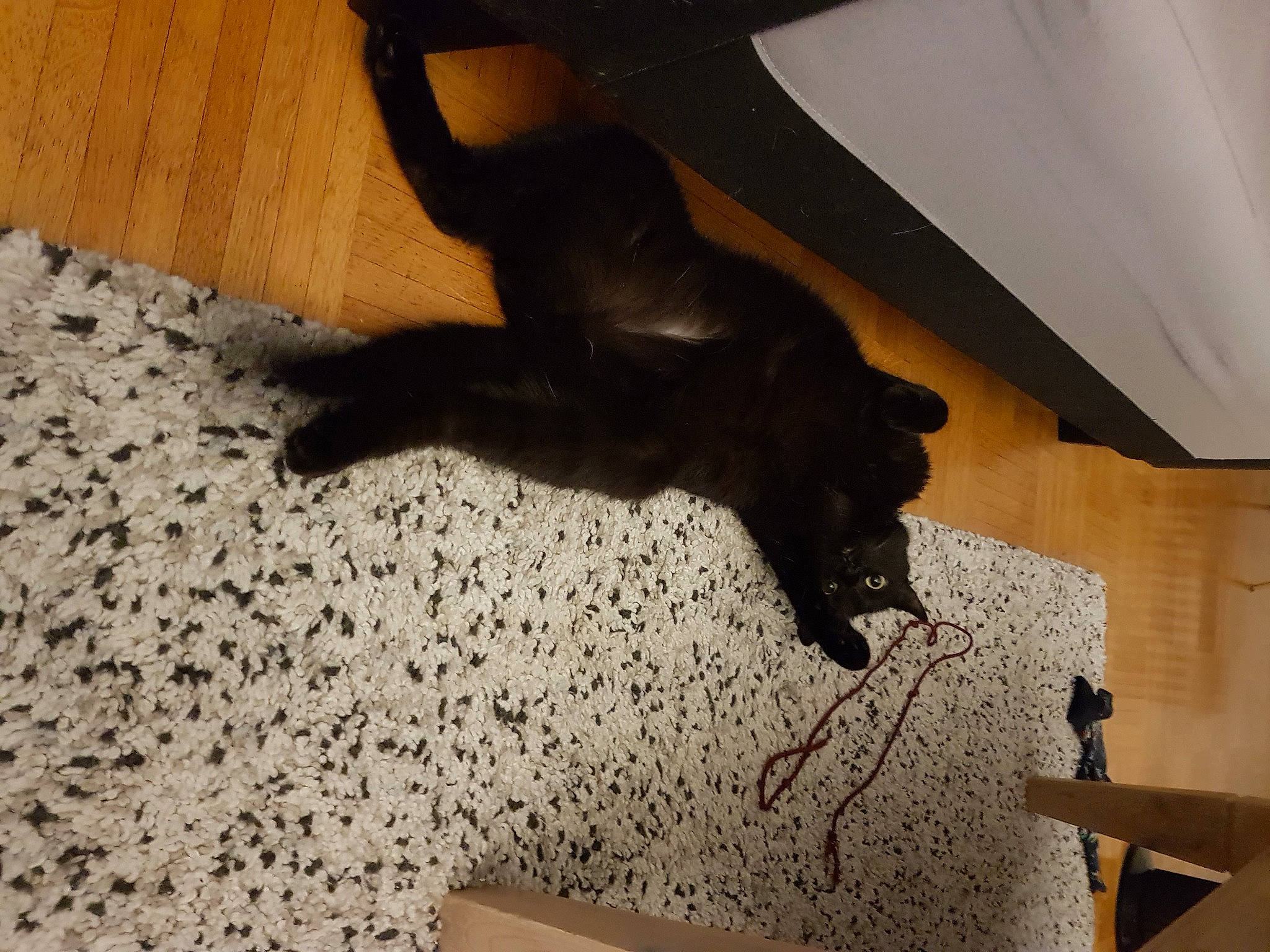 Icare participe au concours pour gagner de l'argent avec cette photo : floor, flooring, room, tail