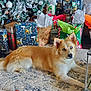 basket, blue_eyes, christmas_lights, christmas_tree, cozy, decor, dog, festive, floor, gift_bags, golden_fur, holiday_decorations, indoor, living_room, lying_down, pine_tree, rug, table, toys, wrapped_presents