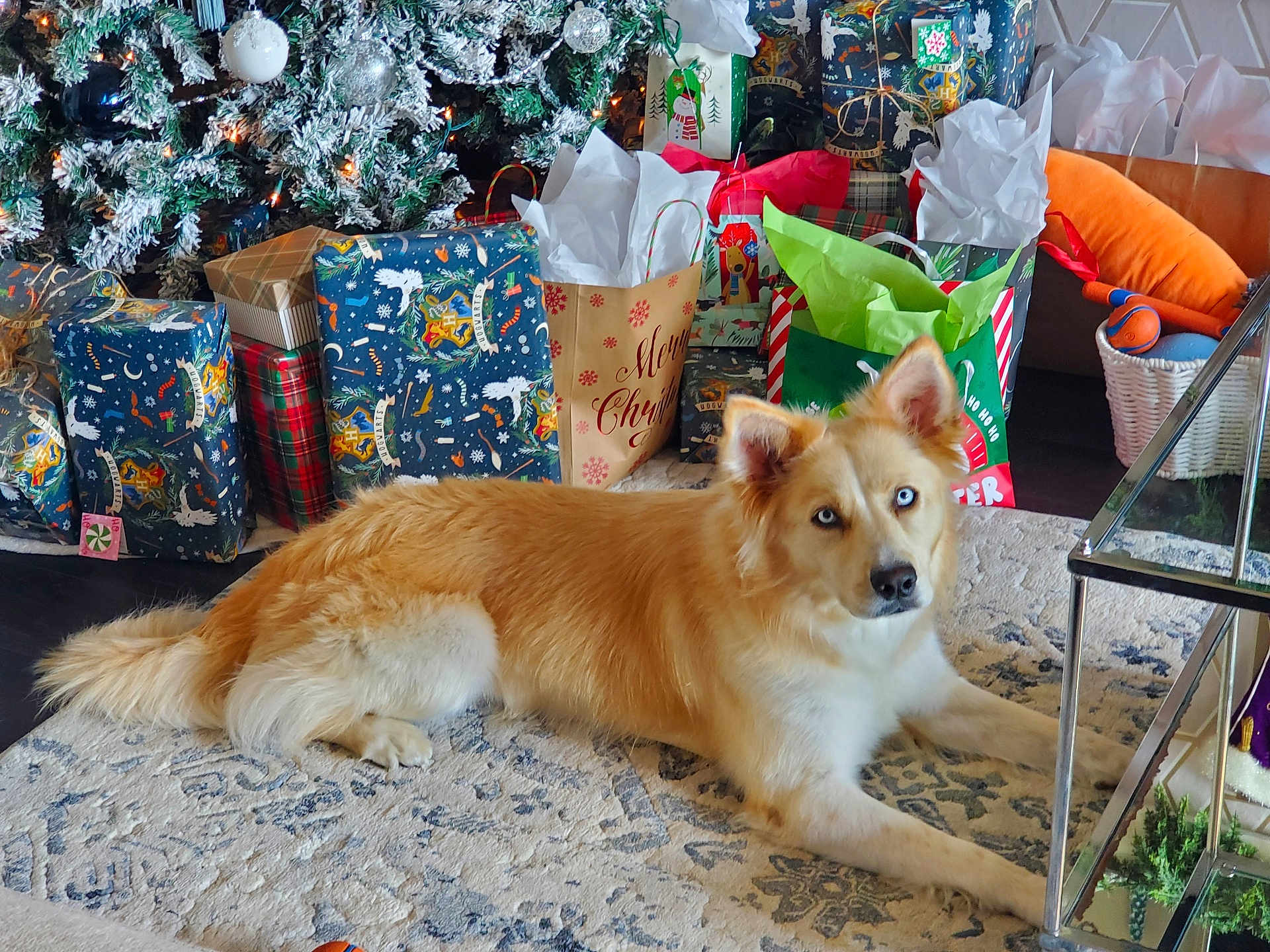 Luna joined the competition — help win amazing prizes! basket, blue_eyes, christmas_lights, christmas_tree, cozy, decor, dog, festive, floor, gift_bags, golden_fur, holiday_decorations, indoor, living_room, lying_down, pine_tree, rug, table, toys, wrapped_presents