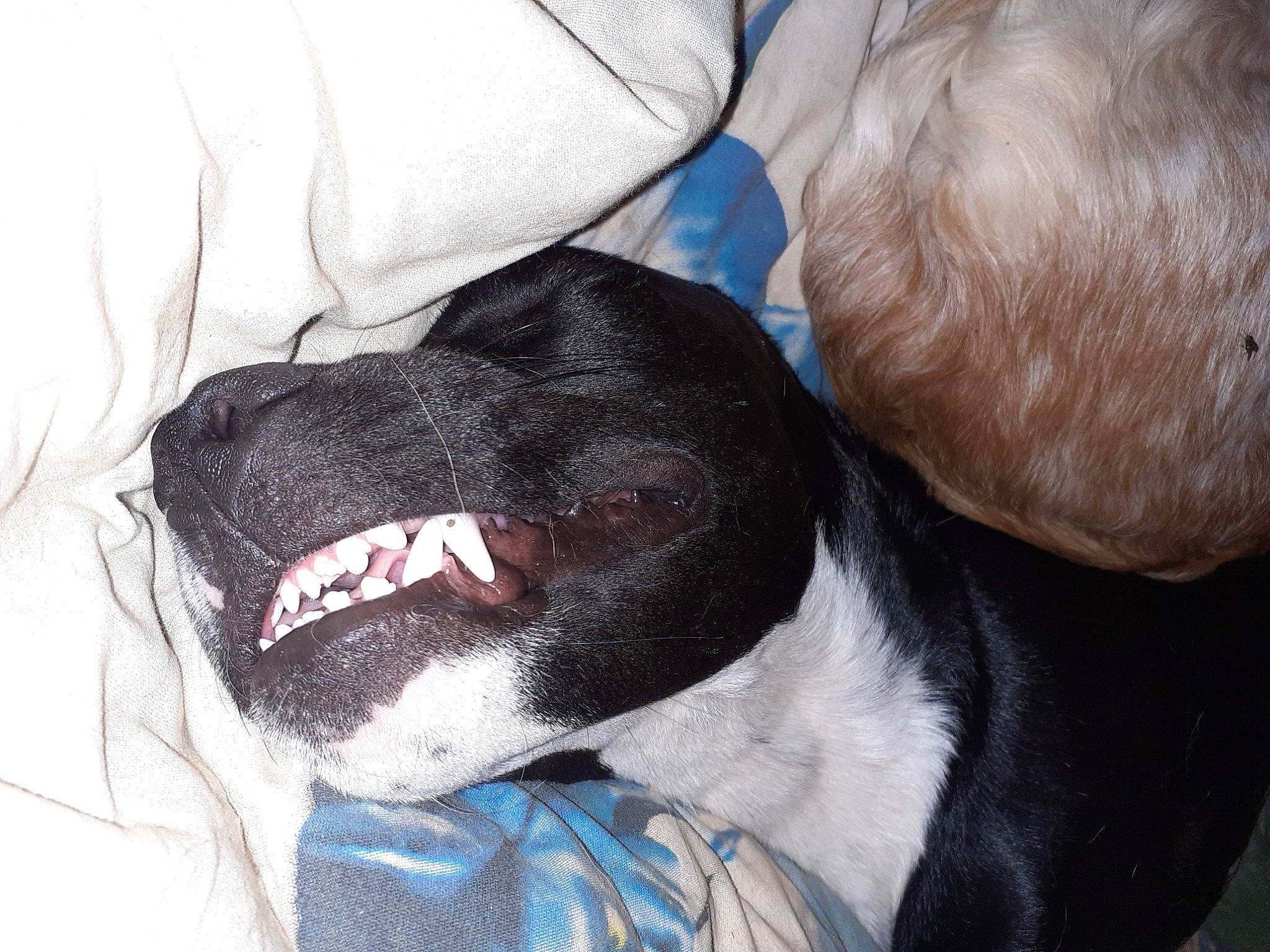 Raissa participe au concours pour gagner de l'argent avec cette photo : canidae, carnivore, comfort, companion_dog, dog, dog_breed, electric_blue, fang, fawn, fur, jaw, liver, non_sporting_group, smile, snout, sporting_group, terrestrial_animal, whiskers, working_animal