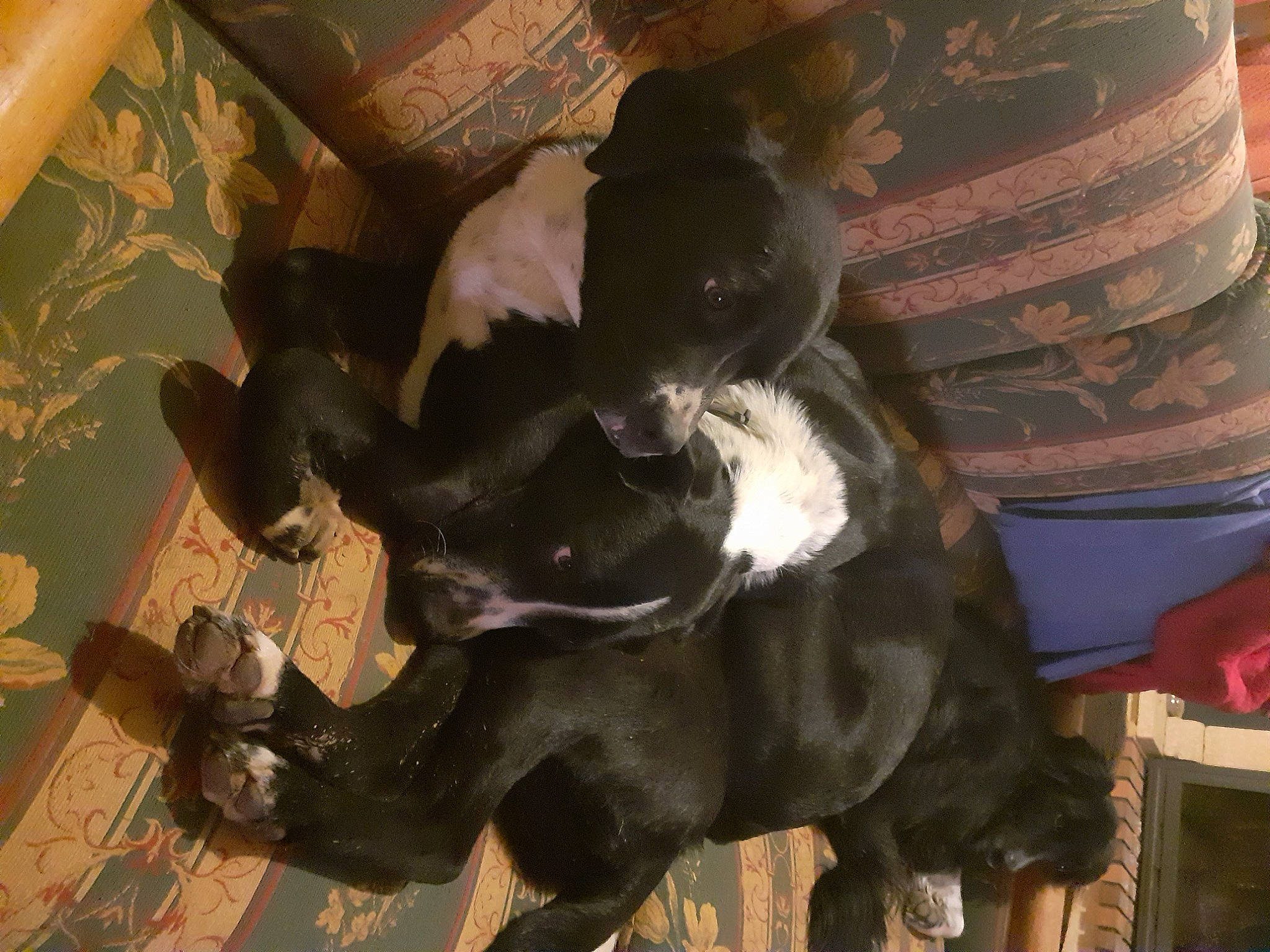 Raissa participe au concours pour gagner de l'argent avec cette photo : canidae, carnivore, comfort, companion_dog, dog, dog_breed, fawn, felidae, fur, guard_dog, hat, non_sporting_group, small_to_medium_sized_cats, snout, sporting_group, tail, terrestrial_animal, whiskers, wood, working_animal