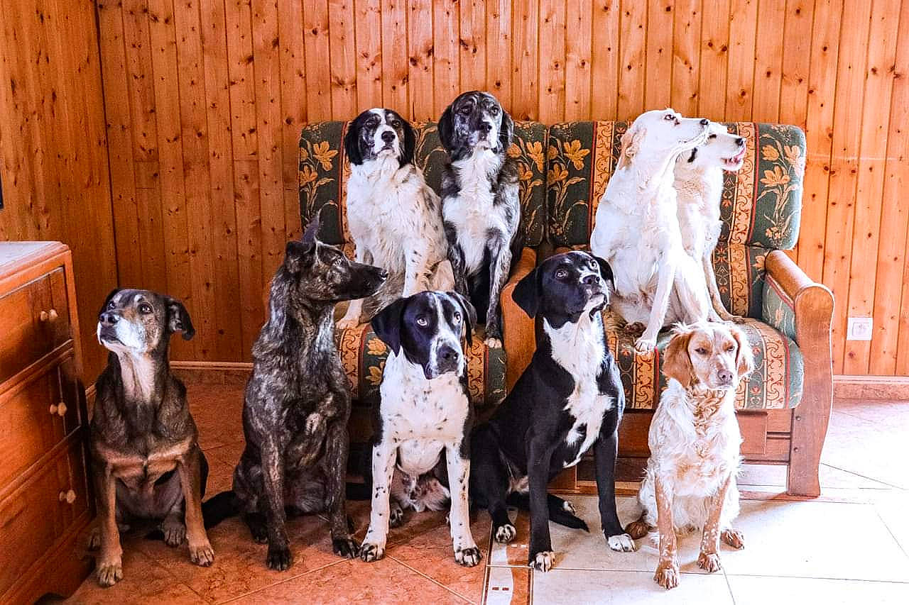 Raissa participe au concours pour gagner de l'argent avec cette photo : art, cabinetry, canidae, companion_dog, dog, dog_breed, drawer, event, fashion_design, fawn, formal_wear, fur, hat, livestock, room, sporting_group, street_fashion, visual_arts, wood, working_animal