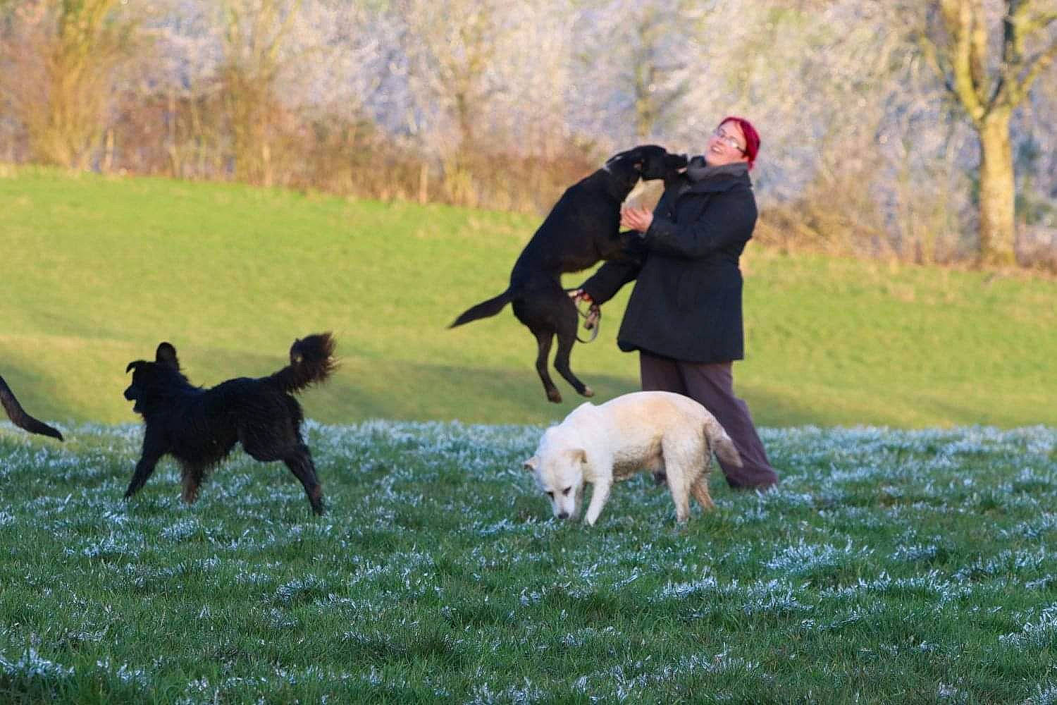 Raissa participe au concours pour gagner de l'argent avec cette photo : animal_sports, canidae, carnivore, companion_dog, dog, dog_breed, dog_sports, grass, grassland, guard_dog, lawn, mammal, pasture, plant, recreation, sporting_group, sports, tail, tree, vertebrate