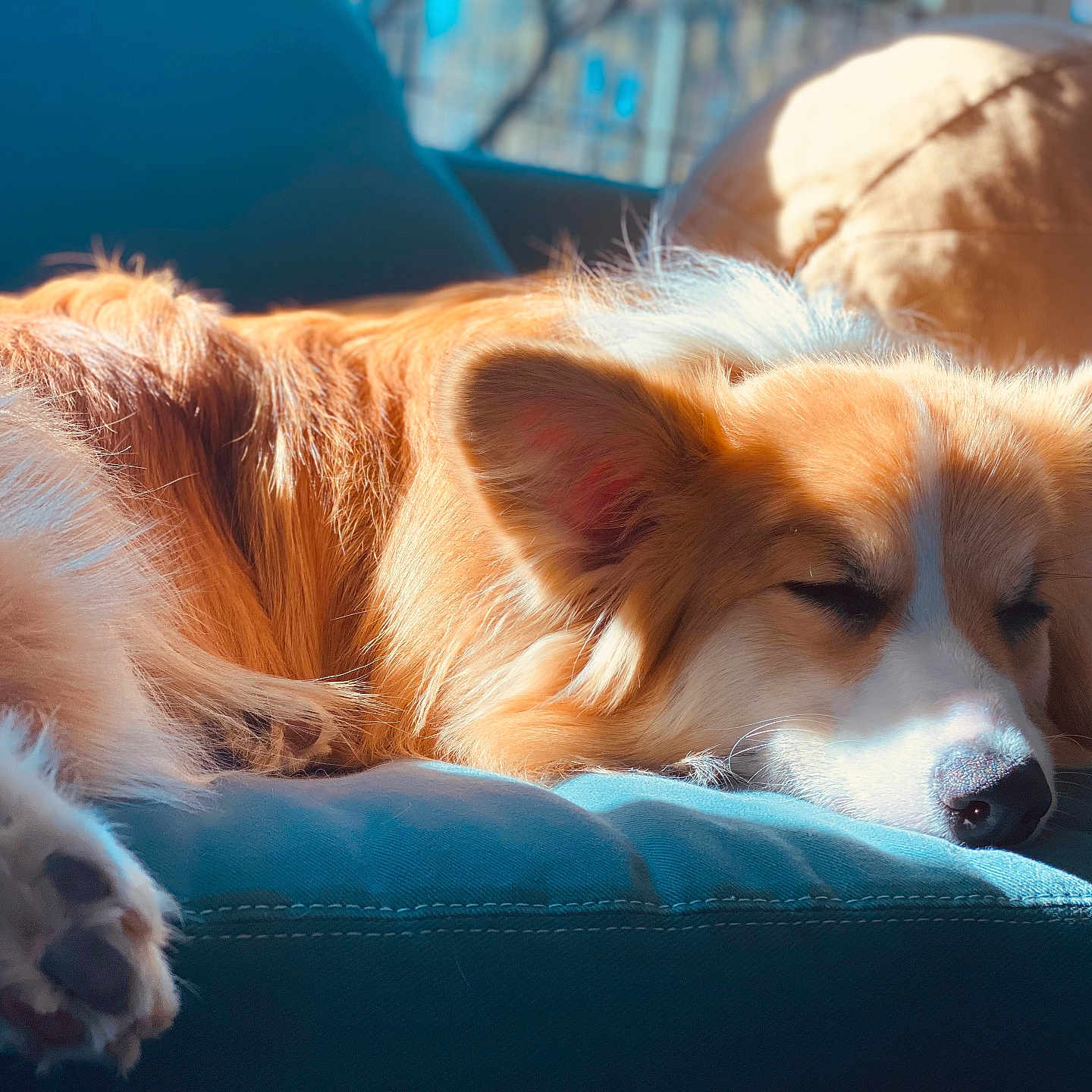 Marlowe is registered to the contest to win money with this photo: animal, armchair, canine, cat, chair, cockerspaniel, collie, couch, cushion, dog, furniture, goldenretriever, homedecor, hound, husky, papillon, person, pet, puppy, sleeping