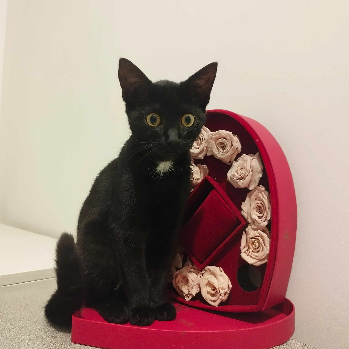 Nova participe au concours pour gagner de l'argent avec cette photo : abyssinian, animal, blackcat, canine, cat, dog, egyptiancat, envelope, flower, greetingcard, kitten, mail, manx, pet, plant