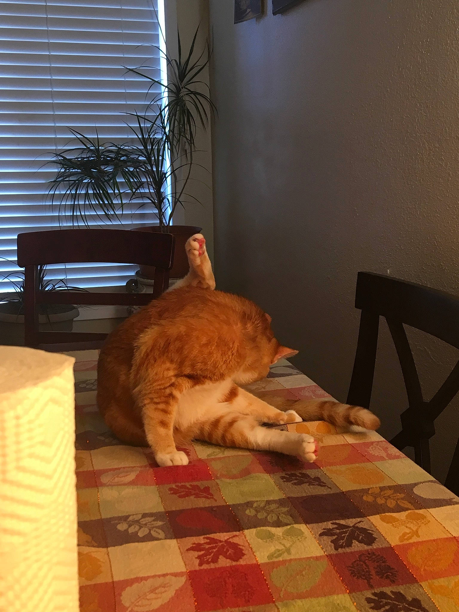 Mr. Peanutbutter is registered to the contest to win money with this photo: carnivore, cat, fawn, felidae, floor, flooring, furniture, hardwood, room, small_to_medium_sized_cats, sporting_group, tail, whiskers, wood