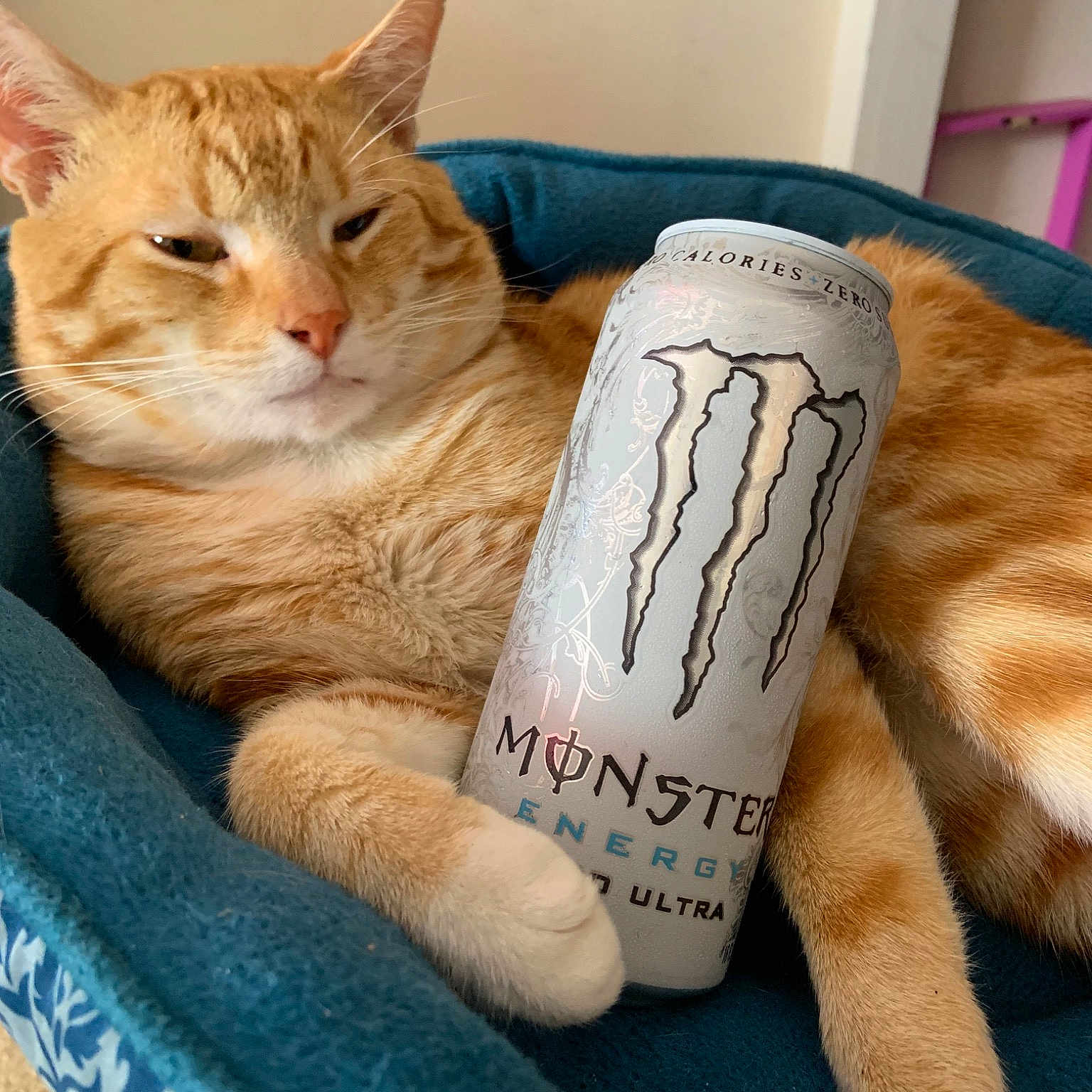 Mr. Peanutbutter is registered to the contest to win money with this photo: asian, carnivore, cat, domestic_short_haired_cat, european_shorthair, felidae, german_rex, kitten, paw, polydactyl_cat, small_to_medium_sized_cats, tabby_cat, whiskers