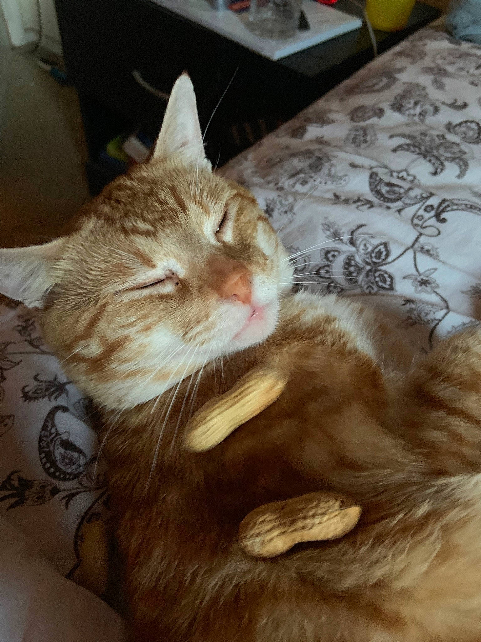 Mr. Peanutbutter joined the competition — help win amazing prizes! aegean_cat, american_shorthair, asian, carnivore, cat, domestic_long_haired_cat, domestic_short_haired_cat, ear, european_shorthair, fawn, felidae, fur, german_rex, small_to_medium_sized_cats, tabby_cat, tail, whiskers