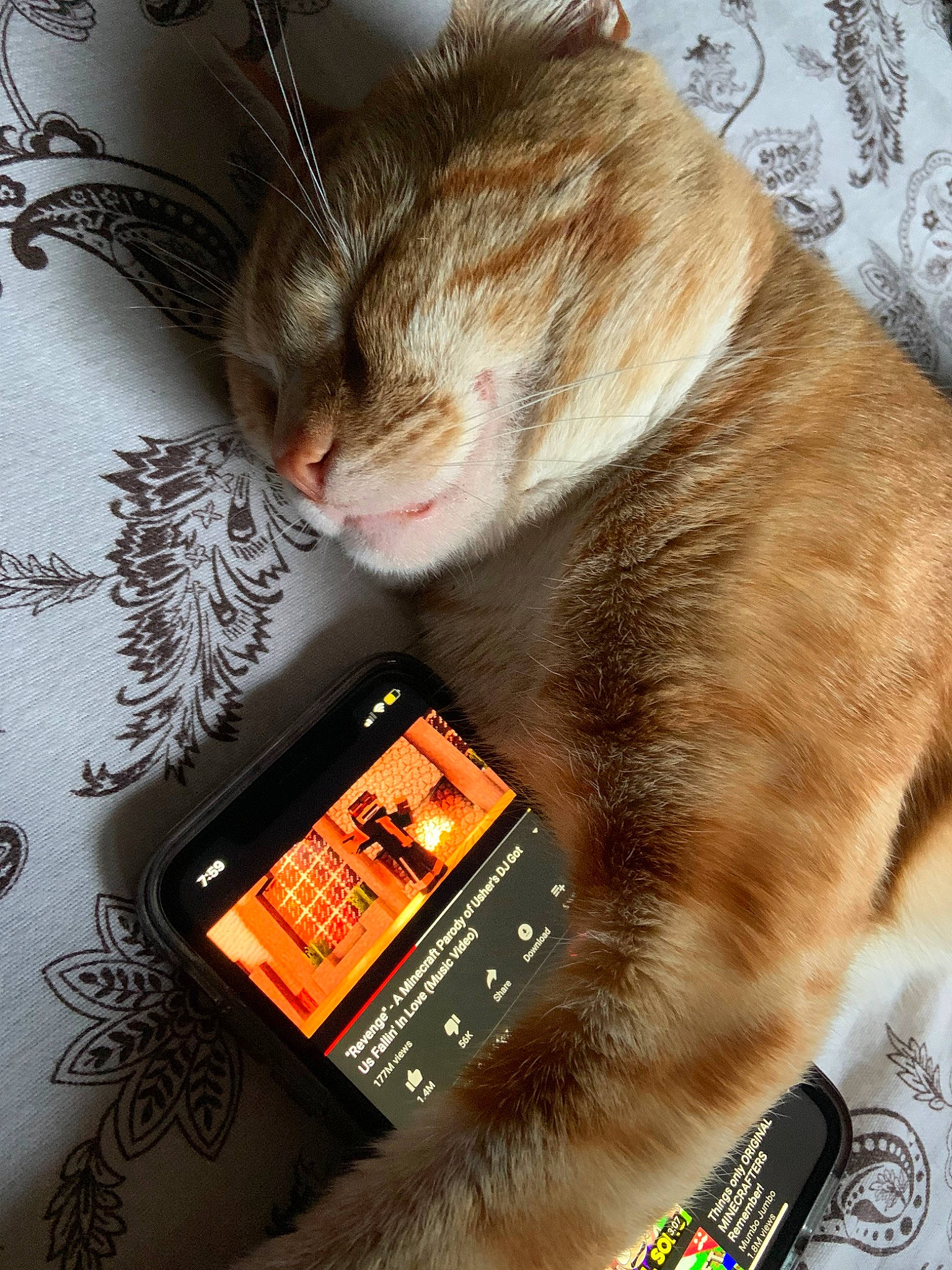 Mr. Peanutbutter is registered to the contest to win money with this photo: carnivore, cat, domestic_short_haired_cat, european_shorthair, felidae, fur, gadget, kitten, small_to_medium_sized_cats, tabby_cat, tail, whiskers