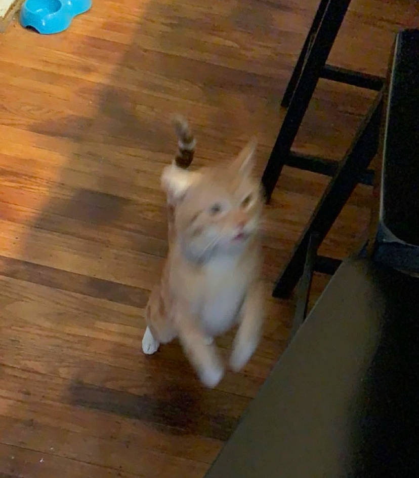 Mr. Peanutbutter is registered to the contest to win money with this photo: american_curl, canidae, carnivore, cat, fawn, felidae, floor, flooring, hardwood, kitten, laminate_flooring, mammal, small_to_medium_sized_cats, tail, turkish_angora, turkish_van, vertebrate, whiskers, wood, wood_flooring