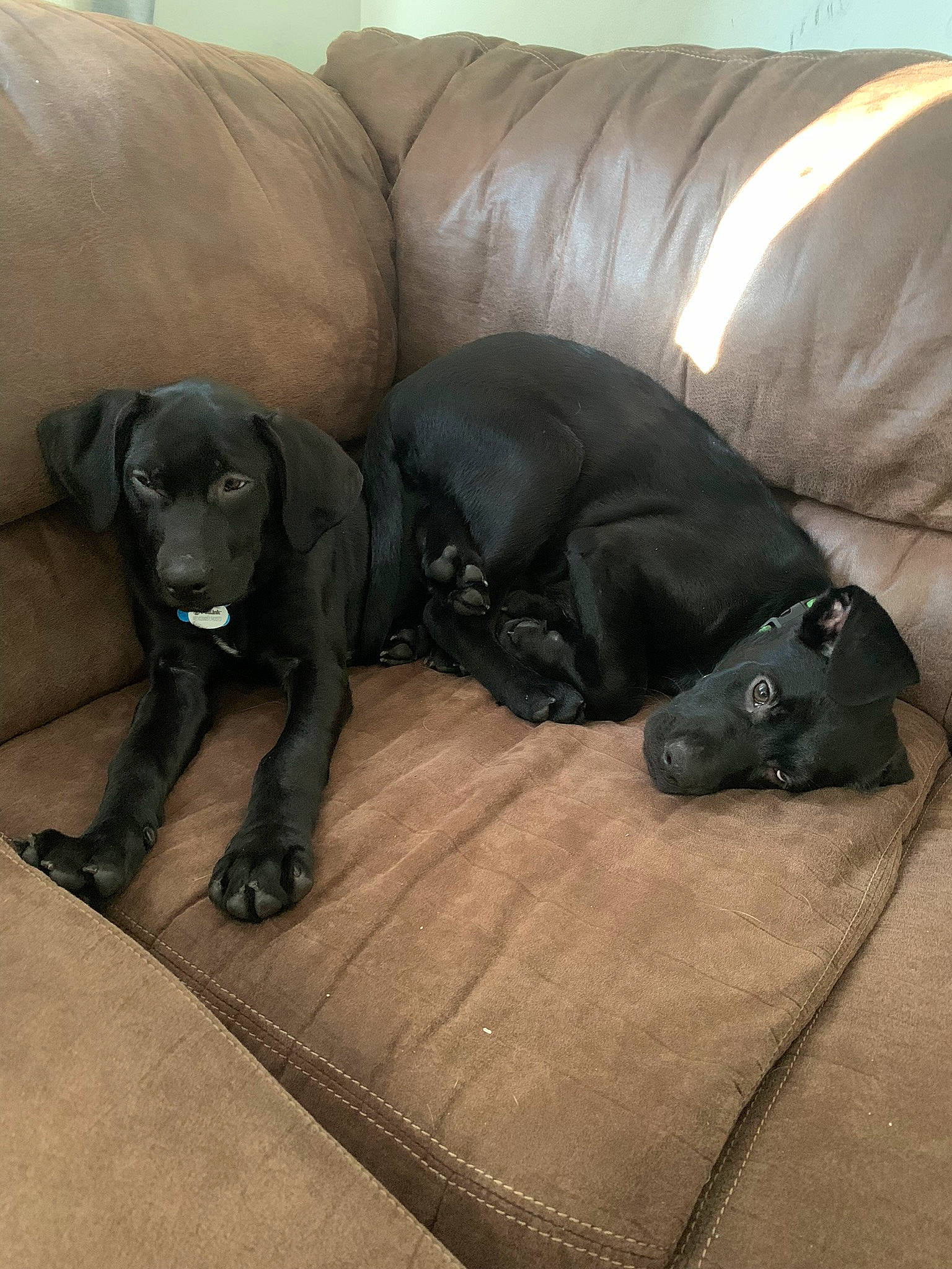 Titan joined the competition — help win amazing prizes! canidae, carnivore, comfort, companion_dog, couch, dog, dog_breed, dog_supply, fawn, flooring, fur, grey, guard_dog, hardwood, liver, snout, sporting_group, tail, terrestrial_animal, working_animal