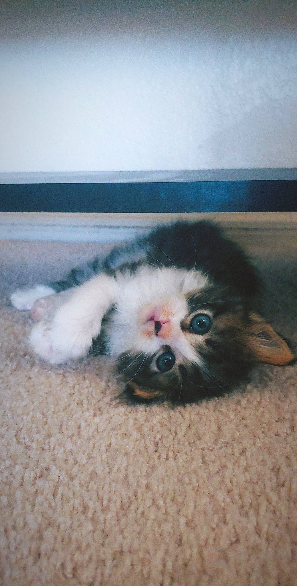 Bubbs joined the competition — help win amazing prizes! canidae, carnivore, cat, dog_breed, eye, fawn, felidae, kitten, nose, persian, puppy, shih_tzu, small_to_medium_sized_cats, snout, whiskers