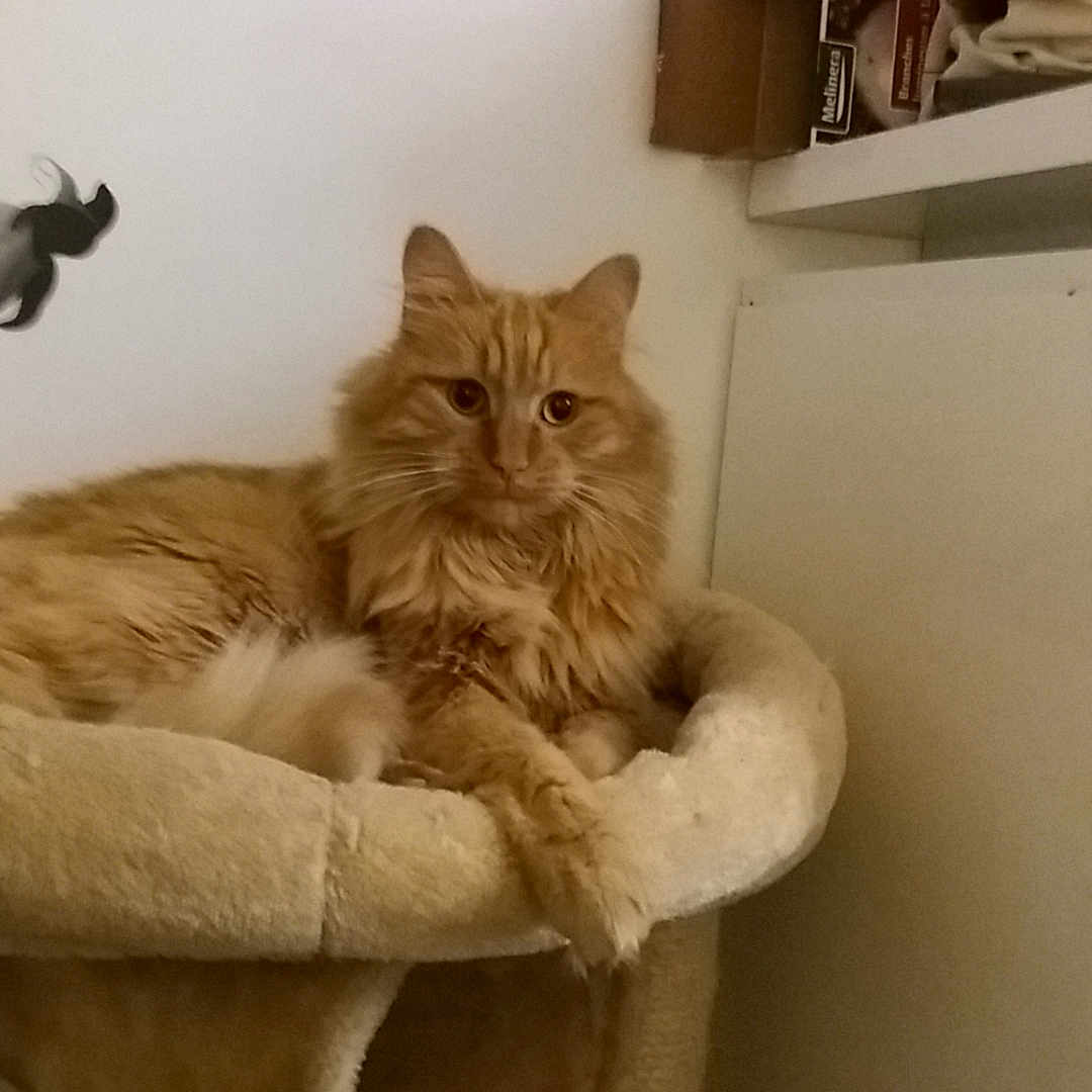 Léo