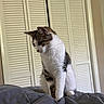 Tee is registered to the contest to win money with this photo: bed, blanket, cat, comfortable, curious, domestic_animal, feline, fur, gray, home, indoor, looking_down, pets, quiet, relaxed, resting, soft_light, striped, whiskers, white