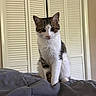 Tee is registered to the contest to win money with this photo: animal, bedroom, brown, cat, closet_doors, curious, cute, domestic_cat, ears, eyes, feline, fur, gray_blanket, indoor, pet, sitting, soft, whiskers, white, young_cat