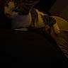 animal, calm, cat, companion, cozy, dark, domestic_animal, feline, fur, indoor, low_light, mammal, pet, quiet, relaxing, resting, shadow, sleepy, whiskers, yellow_light