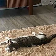 Tee joined the competition — help win amazing prizes! animal, cables, cat, cozy, domestic_cat, floor, fluffy, fur, gray, home, indoor, laying_down, pet, relaxed, resting, rug, stretching, tabby, white, wooden_furniture