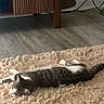 animal, cables, cat, cozy, domestic_cat, floor, fluffy, fur, gray, home, indoor, laying_down, pet, relaxed, resting, rug, stretching, tabby, white, wooden_furniture