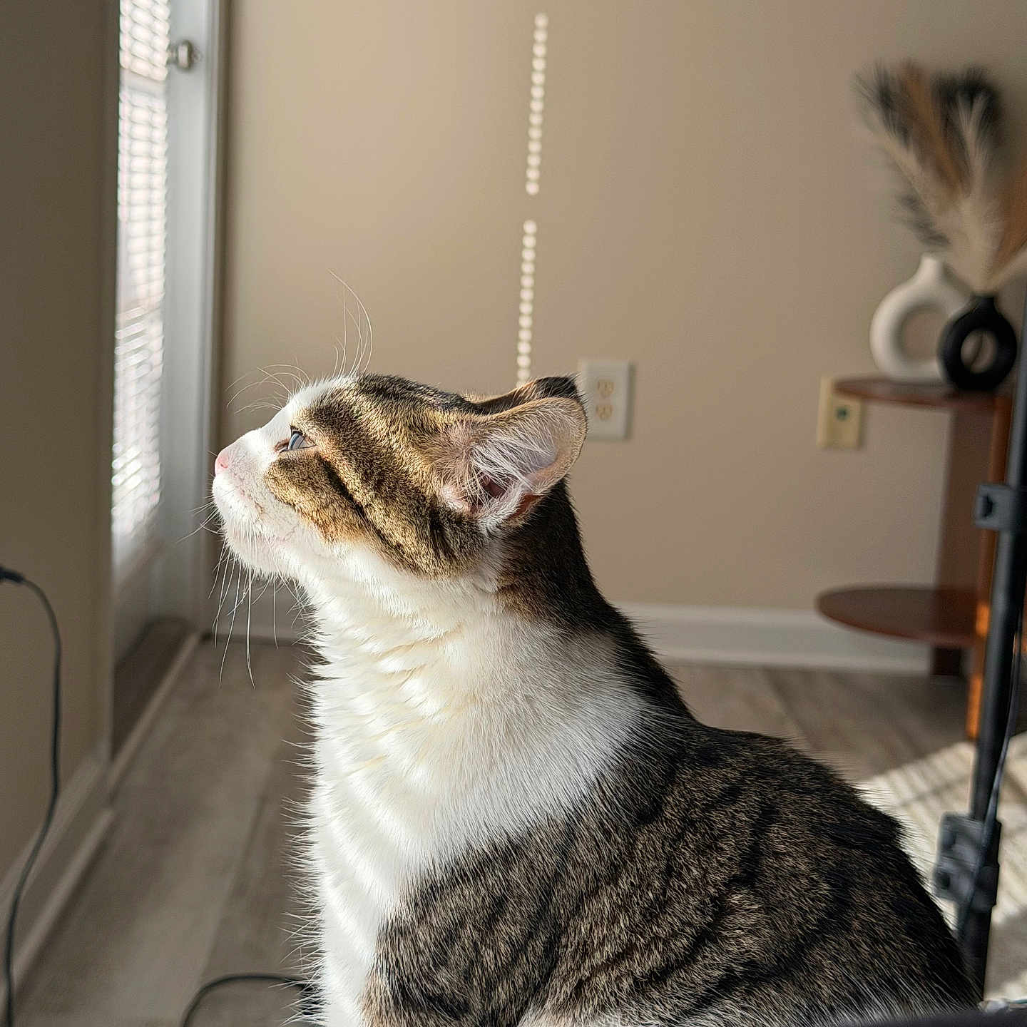 Tee is registered to the contest to win money with this photo: cat, tabby, indoor, sunlight, window, blinds, whiskers, fur, floor, wall, power_outlet, furniture, vase, decor, light, shadow, side_profile, pet, animal, curiosity