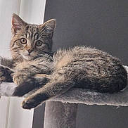 Lola is registered to the contest to win money with this photo: cat, kitten, tabby, feline, pet, animal, cute, fluffy, fur, whiskers, perch, cat_tree, indoors, window_light, relaxed, curious, young, portrait, cozy, domestic