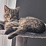 cat, kitten, tabby, feline, pet, animal, cute, fluffy, fur, whiskers, perch, cat_tree, indoors, window_light, relaxed, curious, young, portrait, cozy, domestic