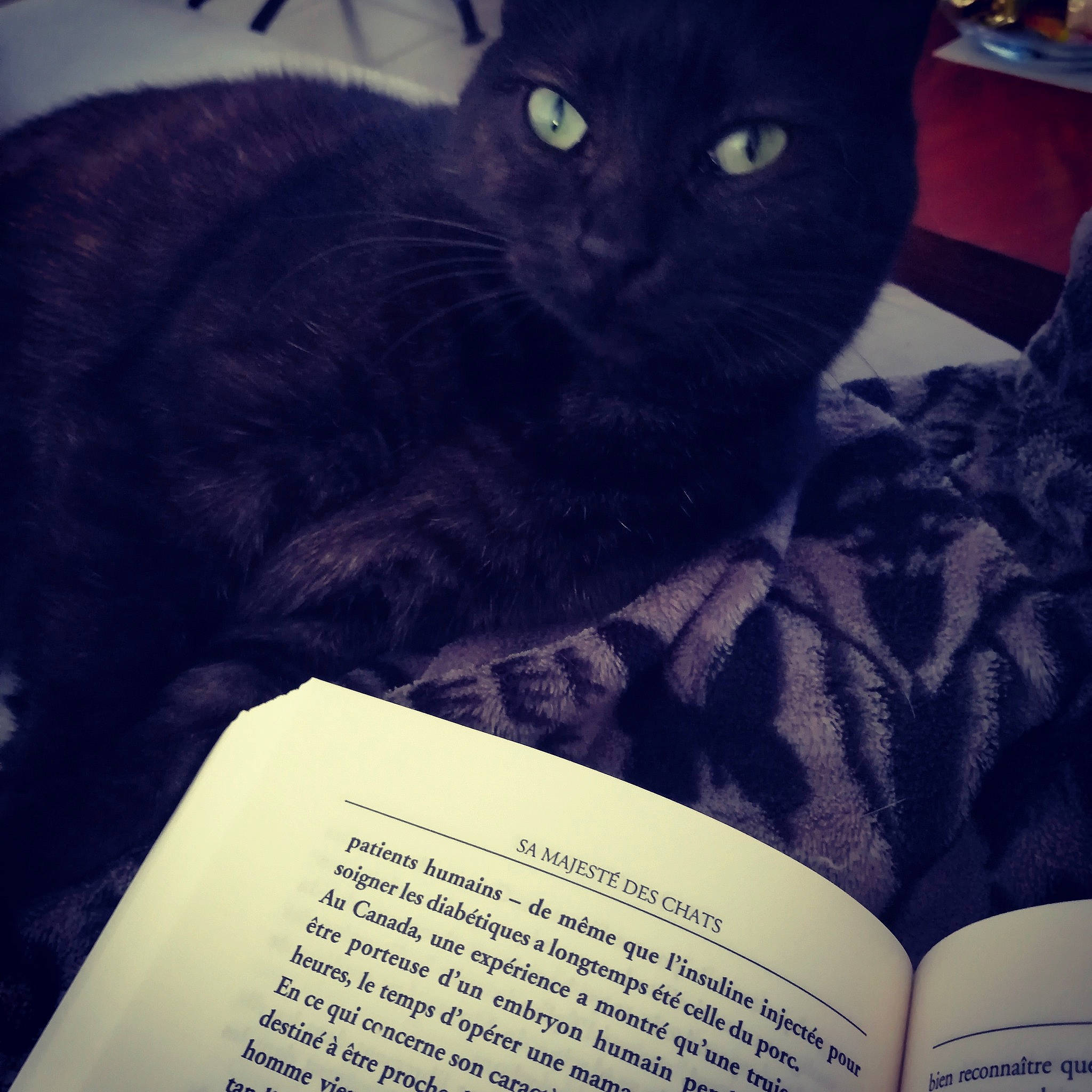 Mamba a rejoint le concours — aidez-le/la à gagner de superbes lots ! asian, black_cat, bombay, carnivore, cat, chartreux, domestic_short_haired_cat, eye, felidae, korat, mammal, nebelung, photo_caption, reading, small_to_medium_sized_cats, whiskers