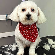Olaf joined the competition — help win amazing prizes! animal, bandana, combs, cute, dog, ears, face, fluffy, fur, grooming, indoor, leash, pet, pet_grooming, red_bandana, scissors, sitting, small_dog, table, white_dog