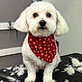 animal, bandana, combs, cute, dog, ears, face, fluffy, fur, grooming, indoor, leash, pet, pet_grooming, red_bandana, scissors, sitting, small_dog, table, white_dog
