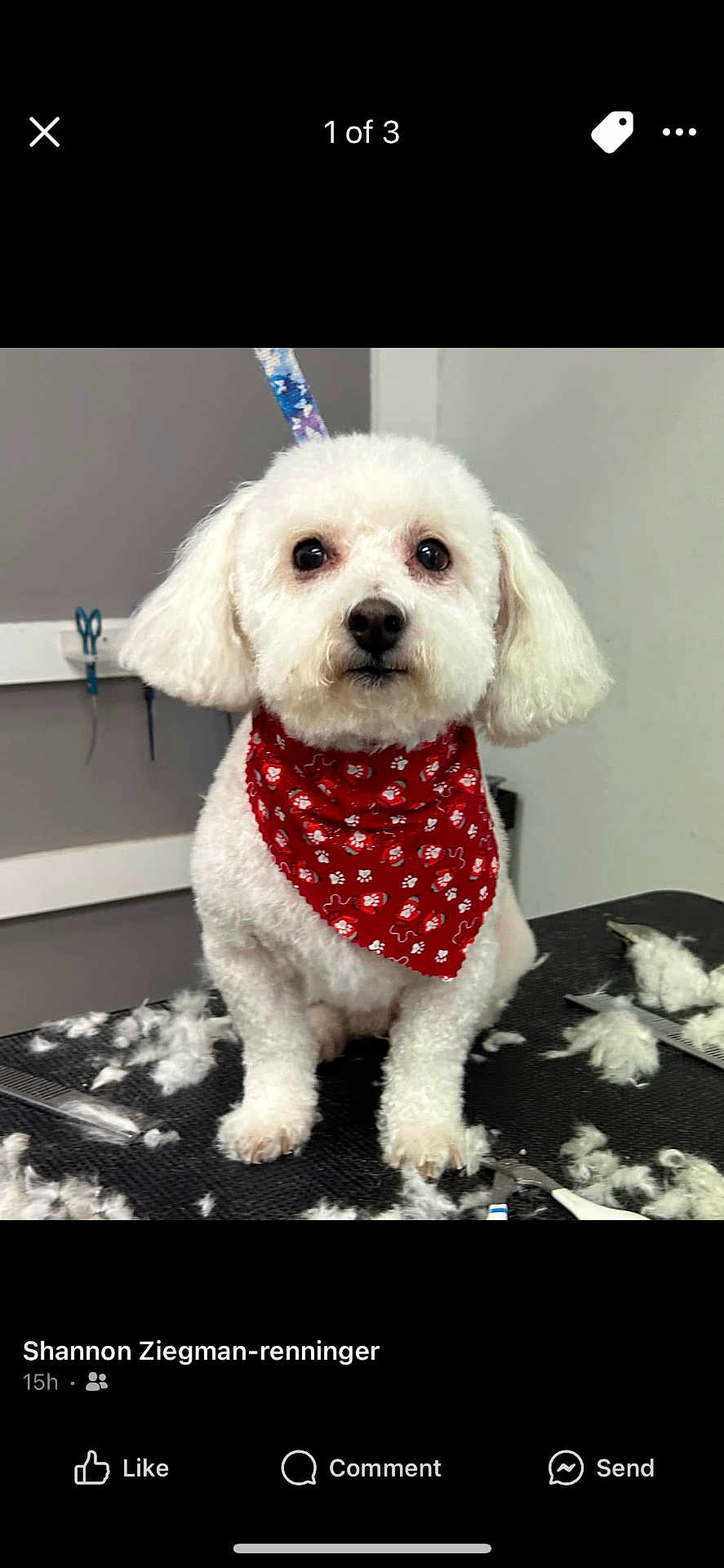 Olaf joined the competition — help win amazing prizes! animal, bandana, combs, cute, dog, ears, face, fluffy, fur, grooming, indoor, leash, pet, pet_grooming, red_bandana, scissors, sitting, small_dog, table, white_dog