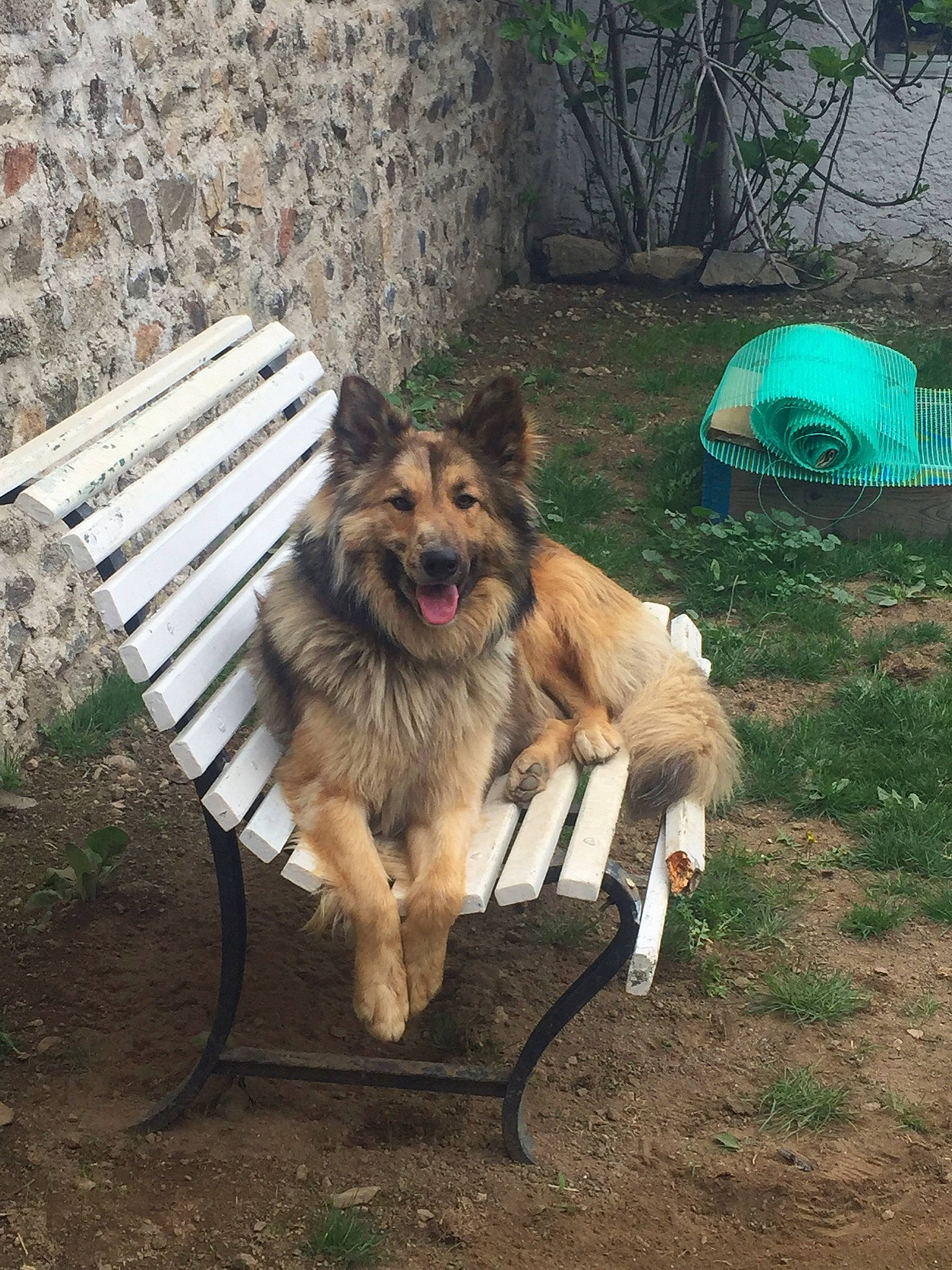 Oslo a rejoint le concours — aidez-le/la à gagner de superbes lots ! canidae, carnivore, companion_dog, dog, dog_breed, dog_supply, fawn, fur, grass, king_shepherd, old_german_shepherd_dog, outdoor_bench, outdoor_furniture, plant, snout, sporting_group, tail, wood, working_animal, working_dog