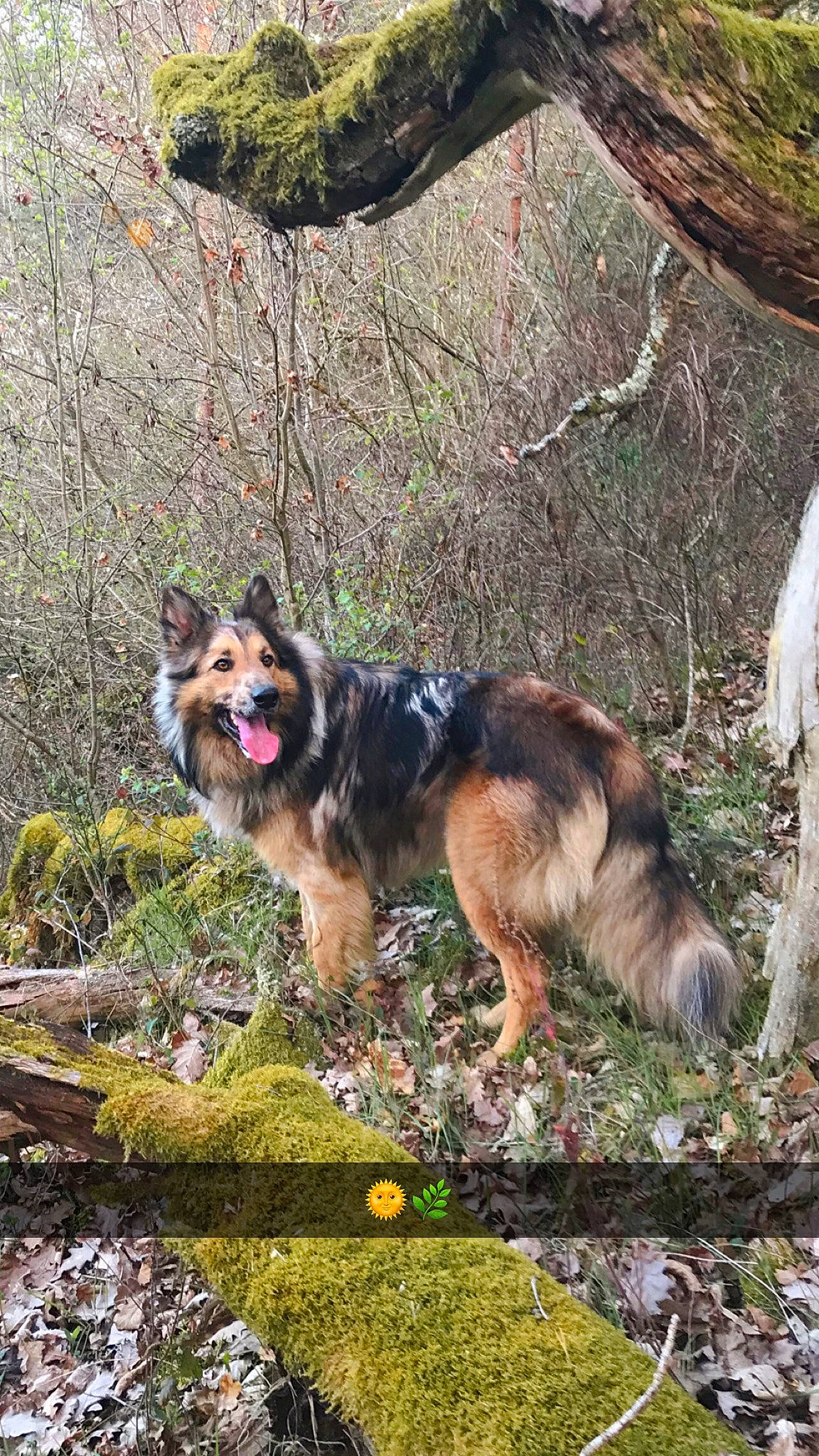 Oslo participe au concours pour gagner de l'argent avec cette photo : adventure, art, canidae, carnivore, companion_dog, dog, dog_breed, fawn, german_shepherd_dog, grass, herding_dog, king_shepherd, nature, old_german_shepherd_dog, plant, snout, sporting_group, tail, tree, working_dog