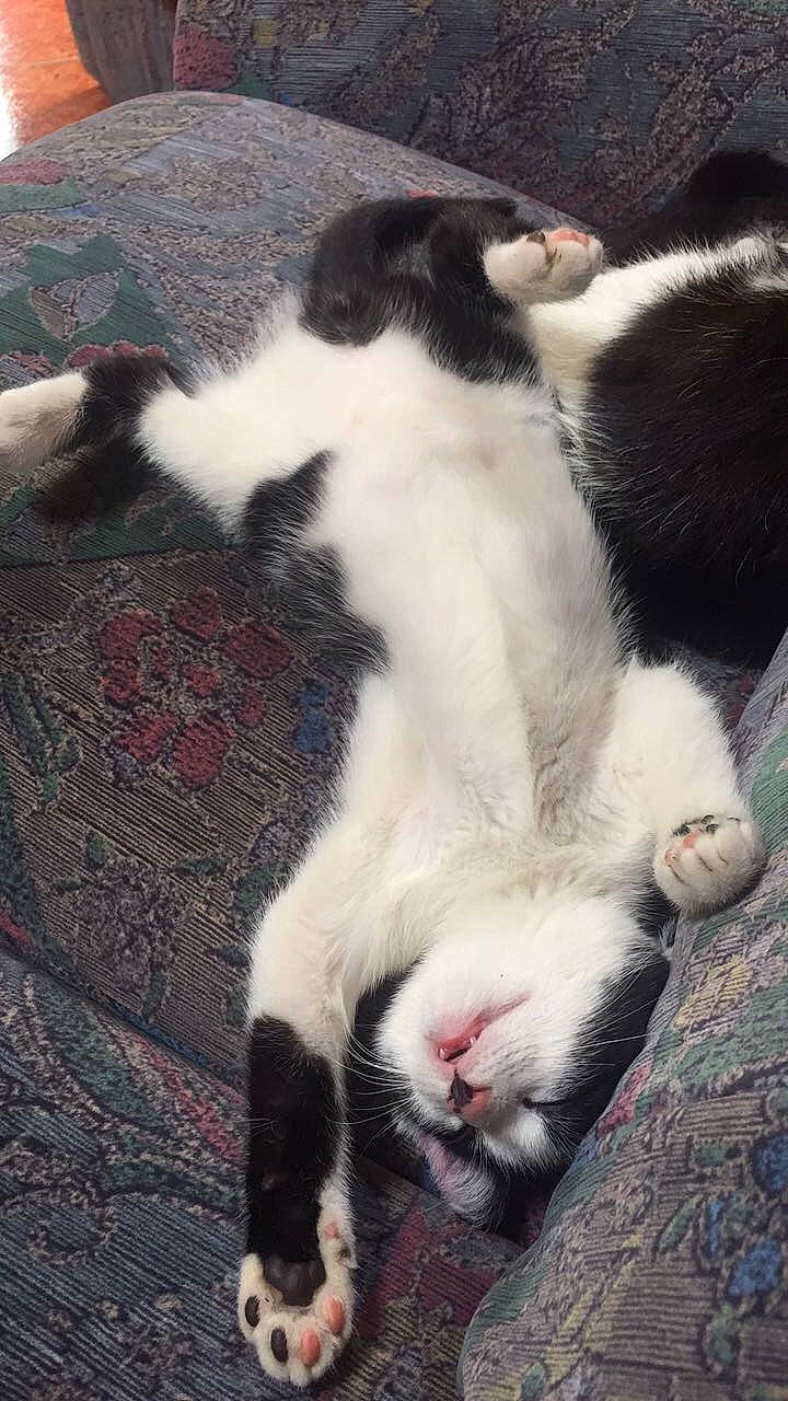 Razmo participe au concours pour gagner de l'argent avec cette photo : carnivore, cat, claw, comfort, domestic_short_haired_cat, felidae, fur, lap, nap, paw, small_to_medium_sized_cats, snout, tail, terrestrial_animal, vertebrate, whiskers