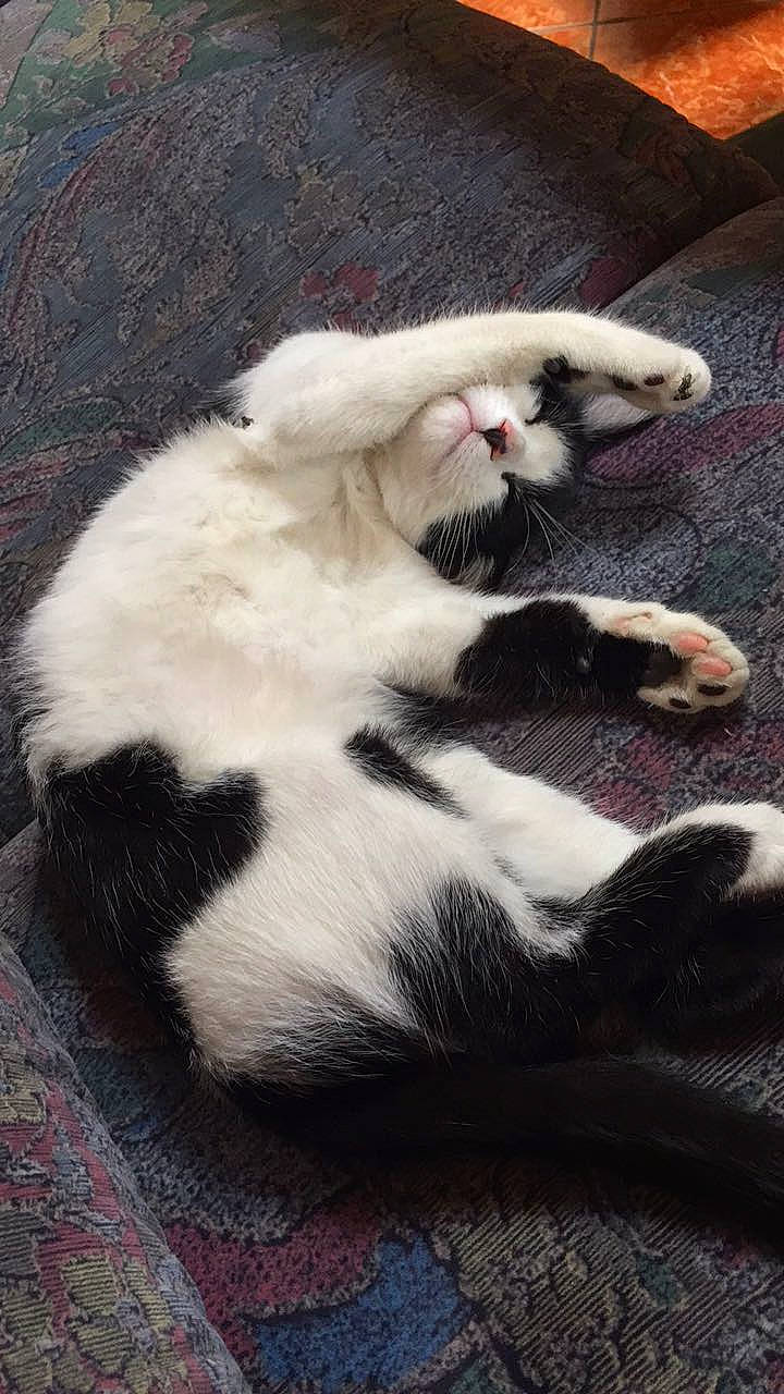 Razmo participe au concours pour gagner de l'argent avec cette photo : carnivore, cat, claw, comfort, domestic_short_haired_cat, fawn, felidae, fur, nap, paw, sleep, small_to_medium_sized_cats, snout, tail, terrestrial_animal, whiskers