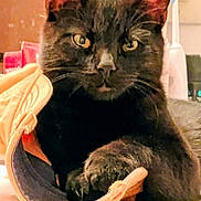 Raff is registered to the contest to win money with this photo: animal, black_cat, cat, close_up, cozy, curious, cute, domestic, ears, eyes, feline, floor, household, indoor, paw, pet, resting, slipper, soft_texture, whiskers