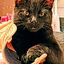 animal, black_cat, cat, close_up, cozy, curious, cute, domestic, ears, eyes, feline, floor, household, indoor, paw, pet, resting, slipper, soft_texture, whiskers
