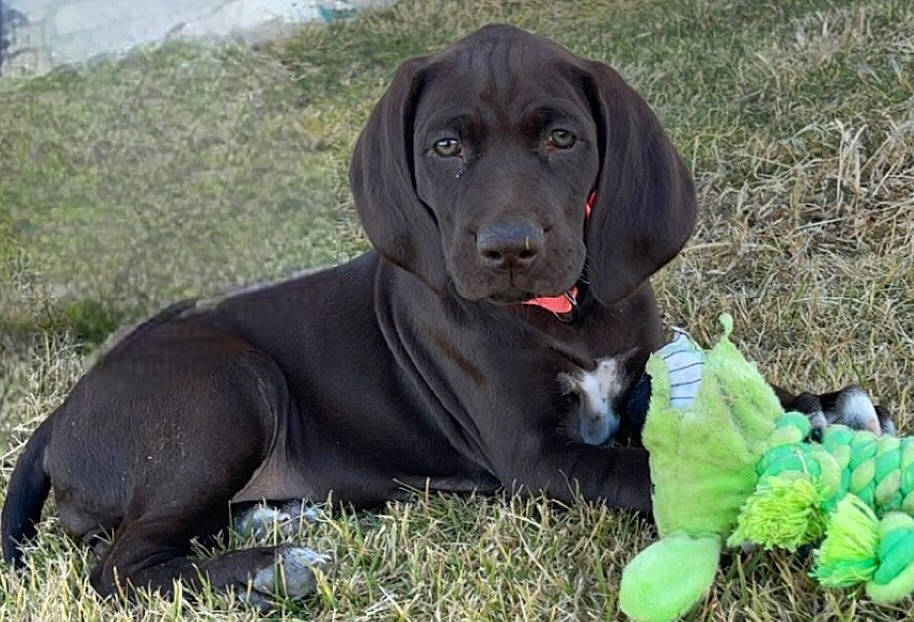 Mixi is registered to the contest to win money with this photo: annual_plant, borador, canidae, carnivore, collar, companion_dog, dog, dog_breed, dog_collar, dog_supply, grass, gun_dog, herb, liver, plant, retriever, sporting_group, tennis_ball, terrestrial_animal, working_animal