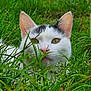 cat, white_cat, green_grass, outdoor, nature, animal, pet, closeup, curious, ears, whiskers, face, eyes, black_markings, flora, summer, daylight, wildlife, mammal, feline