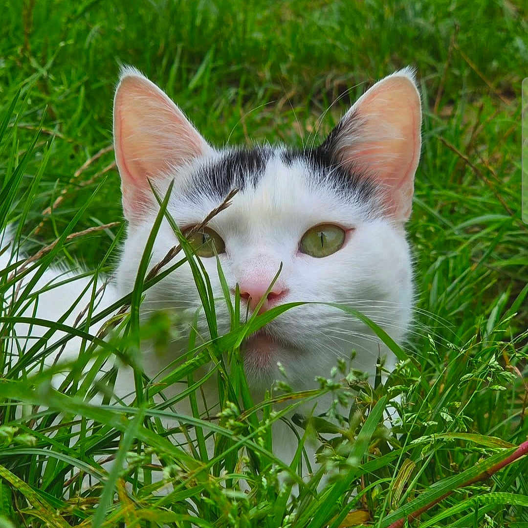 Opaline a rejoint le concours — aidez-le/la à gagner de superbes lots ! animal, black_markings, cat, closeup, curious, daylight, ears, eyes, face, feline, flora, green_grass, mammal, nature, outdoor, pet, summer, whiskers, white_cat, wildlife