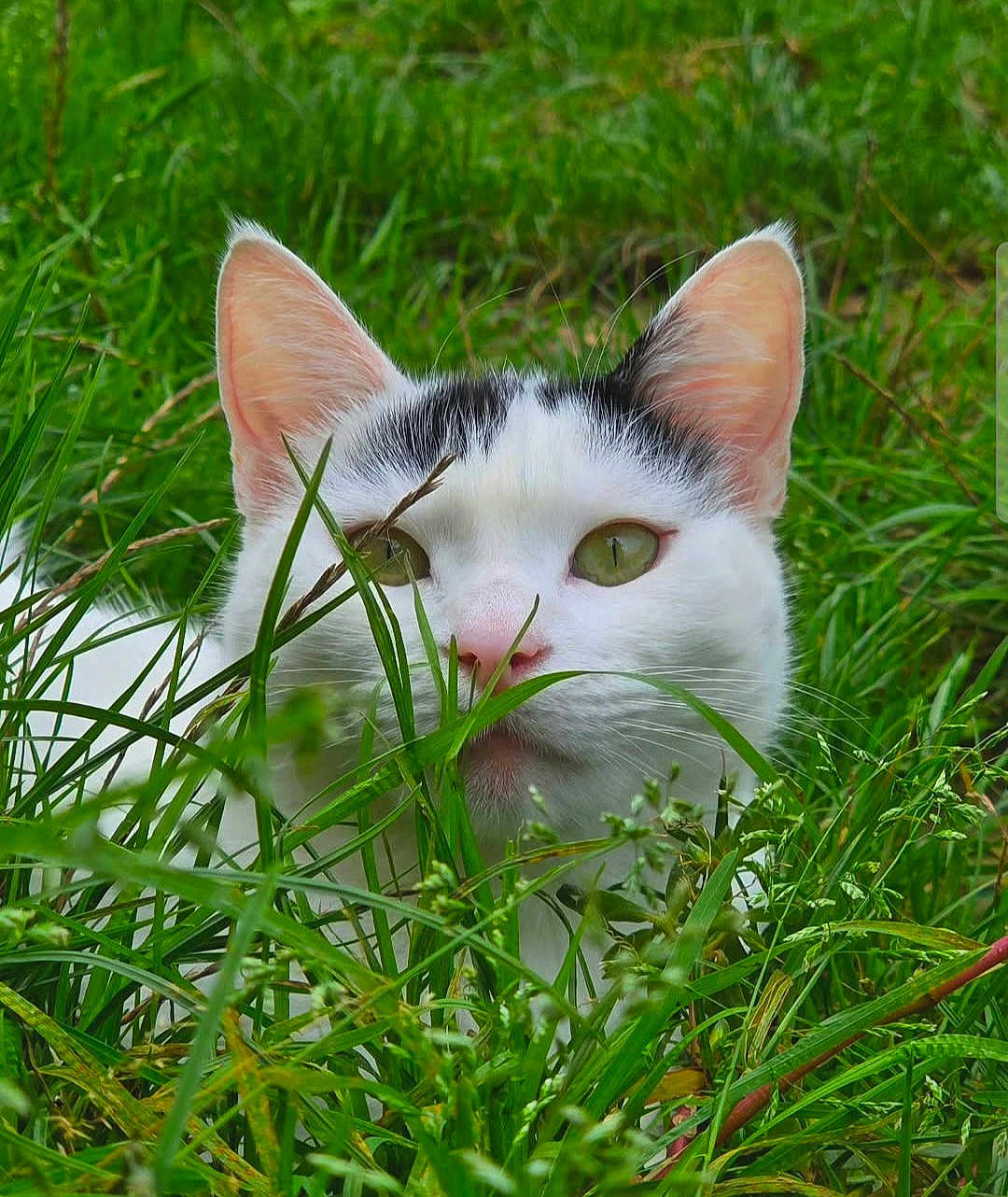 Opaline a rejoint le concours — aidez-le/la à gagner de superbes lots ! cat, white_cat, green_grass, outdoor, nature, animal, pet, closeup, curious, ears, whiskers, face, eyes, black_markings, flora, summer, daylight, wildlife, mammal, feline